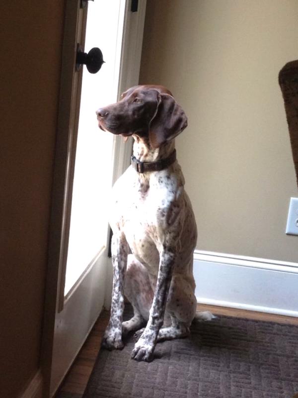 /Images/uploads/Southeast German Shorthaired Pointer Rescue/segspcalendarcontest2018/entries/8796thumb.jpg